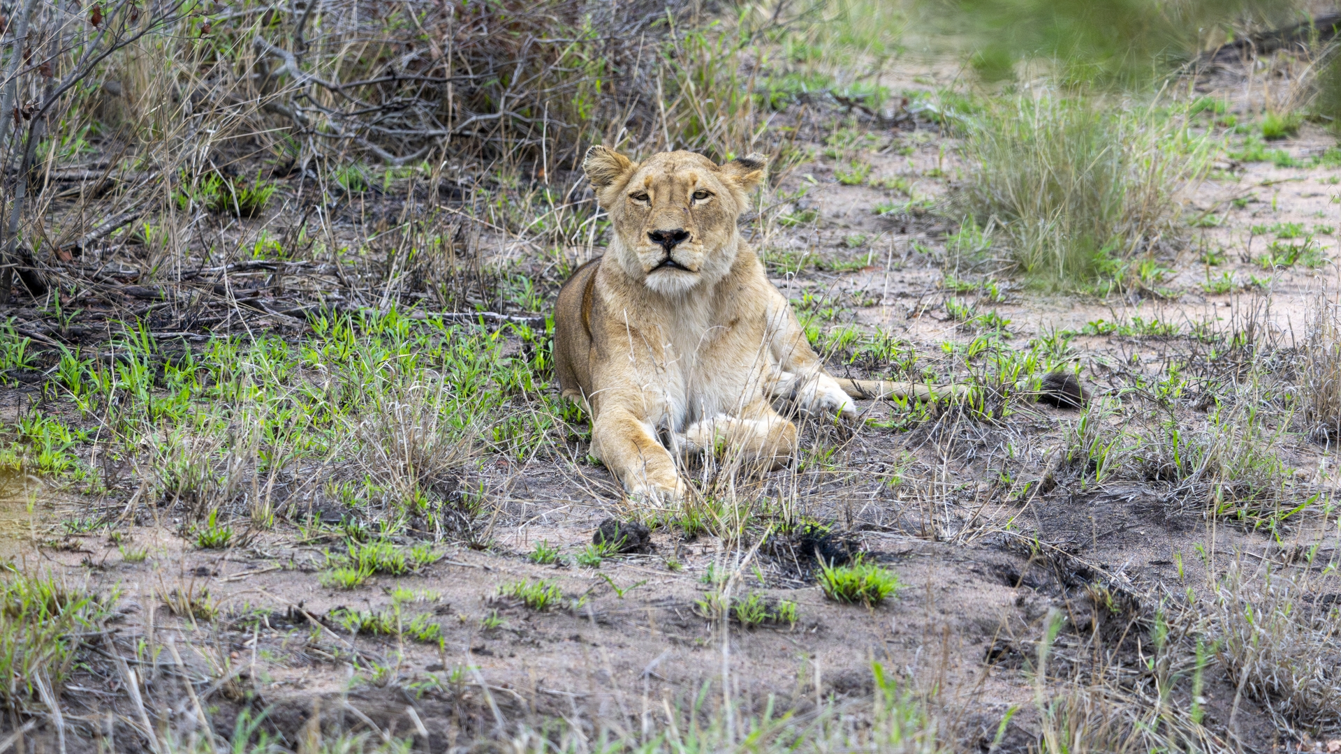Kruger25 2025 11 02 15 35 41 ILCE 1M2 4336